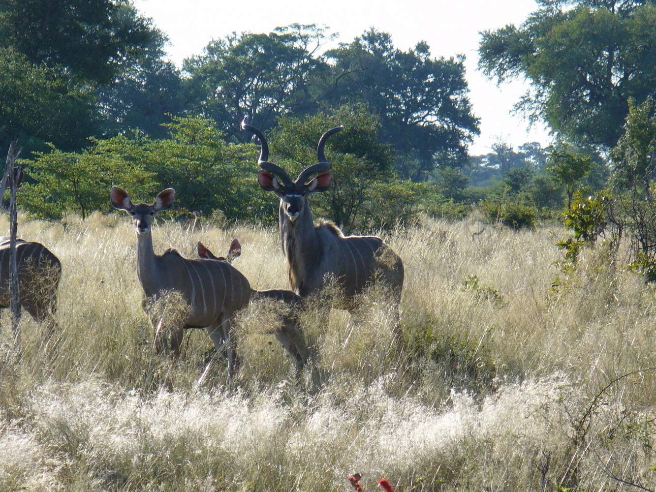 Mahango-Nationalpark